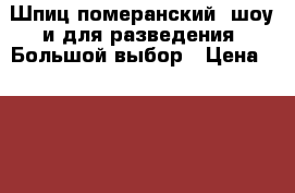 Шпиц померанский, шоу и для разведения. Большой выбор › Цена ­ 20000-50000 - Тульская обл., Тула г. Животные и растения » Кошки   . Тульская обл.